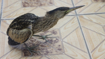 Фотография к новости: Редкую птицу обнаружили во дворе школы в Уральске