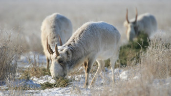 Фотография к новости: Половина дел в отношении браконьеров не доходит до суда – сенатор
