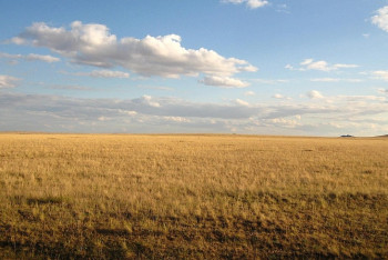 Фотография к новости: Провести открытые аукционы по продаже земельных участков поручил аким СКО