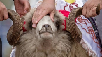 Фотография к новости: Во сколько обойдётся казахстанцам баран на Курбан-айт