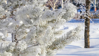 Фотография к новости: Очередная волна холода ожидается на следующей неделе в Казахстане