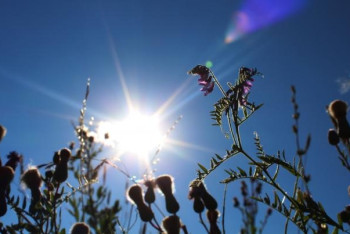 Фотография к новости: Рекордная жара установилась в Мангистау