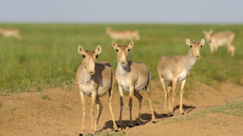 Фотография к новости: Численность сайгаков растёт ежегодно на 40% в Казахстане