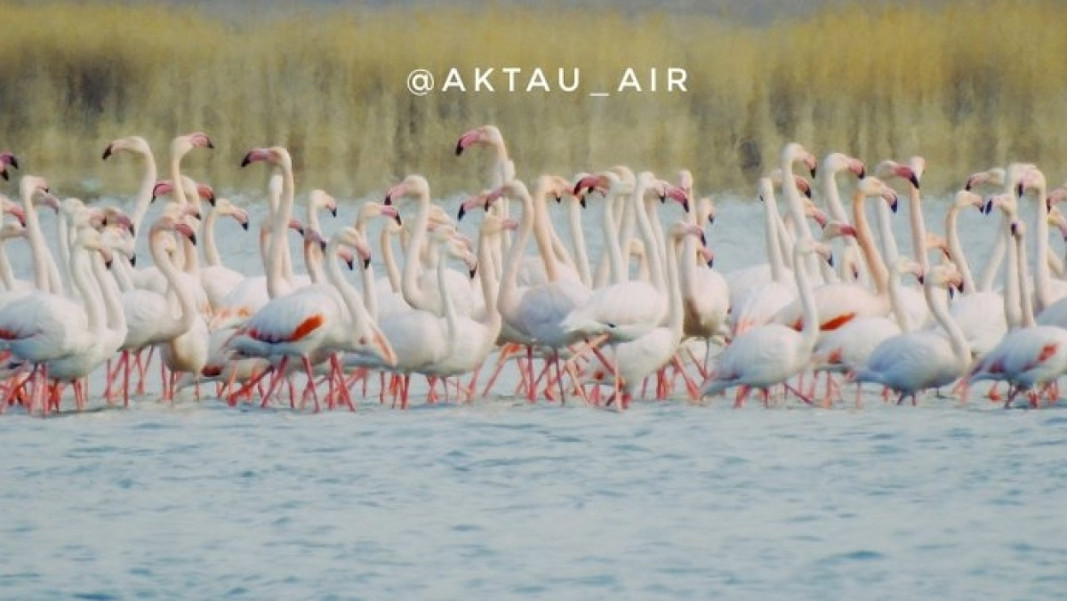  instagram.com/aktau_air