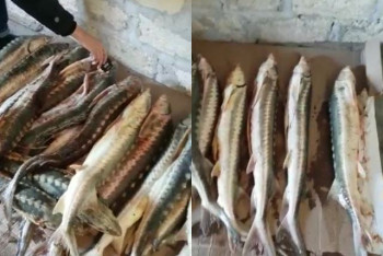 Фотография к новости: Более центнера осетровых рыб нашли в гараже у казахстанца