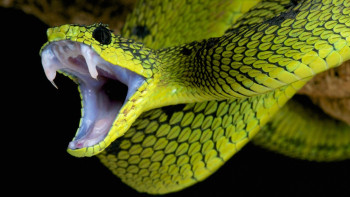 Фотография к новости: Змея заползла в квартиру на шестом этаже в Караганде