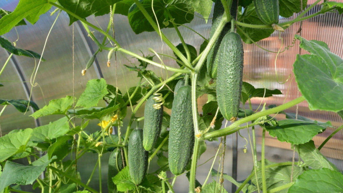  Из открытых источников