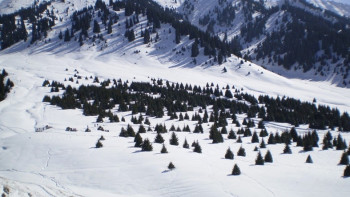 Фотография к новости: Площадь вырубки деревьев на Кок-Жайляу сократили в 17 раз