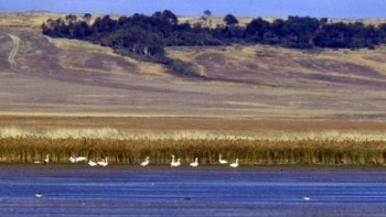 Фотография к новости: В Коргальжинском заповеднике запретили рыбачить и охотиться, чтобы не беспокоить сайгаков и птиц 