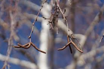 Фотография к новости: О погоде в РК на 8 марта рассказали синоптики