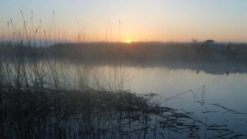 Фотография к новости: Водоросли спровоцировали гибель рыбы в Актюбинском водохранилище