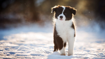 Фотография к новости: Синоптики рассказали о погоде в Казахстане 14 февраля