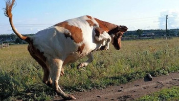 Фотография к новости: Хозяина разъяренной коровы, забодавшей четверых, не накажут в Усть-Каменогорске