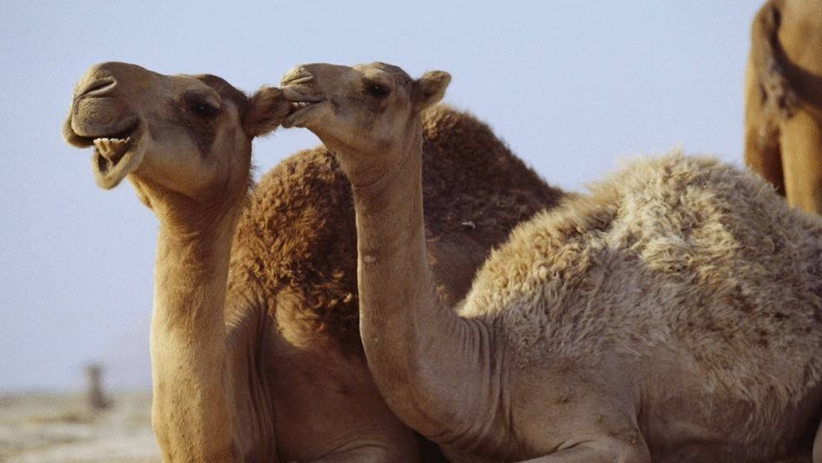  открытые источники