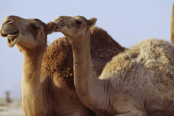 Фотография к новости: Массового распространения бешенства нет - акимат Мангистауской области