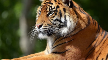 Фотография к новости: Хозяин спасённого на трассе Алматы-Ташкент тигра поблагодарил отряд ДЧС за помощь