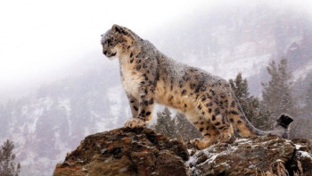 Фотография к новости: ID паспорта присвоят снежным барсам в Казахстане