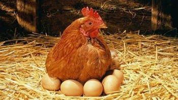 Фотография к новости: Малоимущим актюбинцам бесплатно раздают яйца