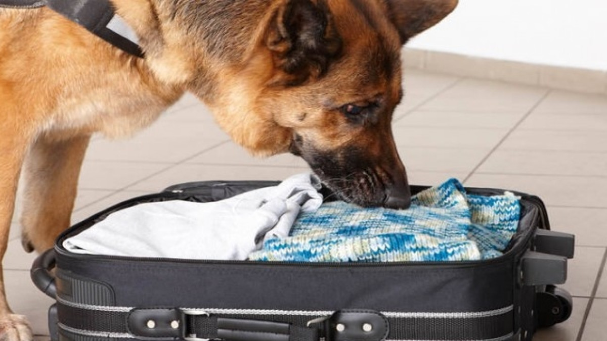  Иллюстративное фото 