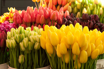 Фотография к новости: Не покупать тюльпаны и подснежники просят экологи Казахстана