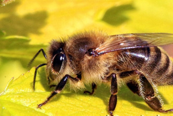 Фотография к новости: Первый в Казахстане музей пчеловодства открыли в Павлодаре 