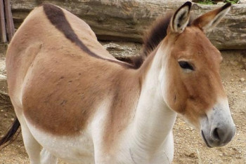 Фотография к новости: Пастух убил краснокнижного кулана в Алматинской области