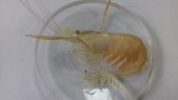 Фотография к новости: На Капшагайском водохранилище обнаружили редкую японскую креветку