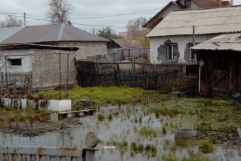 Фотография к новости: Виноваты дожди: в подтопленных домах Павлодара выросли грибы