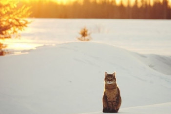 Фотография к новости: О погоде на 30 января рассказали синоптики 