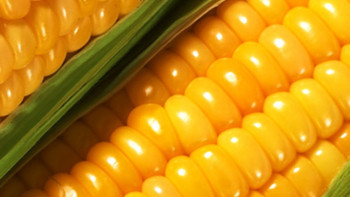 Фотография к новости: Производство кукурузного сока планируют расширить в Кызылординской области