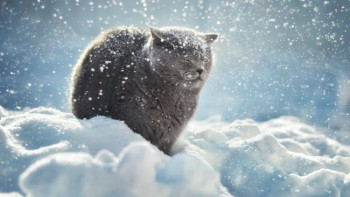 Фотография к новости: Синоптики рассказали, какой будет погода 7 января в Казахстане