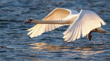 Фотография к новости: За незаконный отстрел лебедей в СКО задержали жителя Астаны