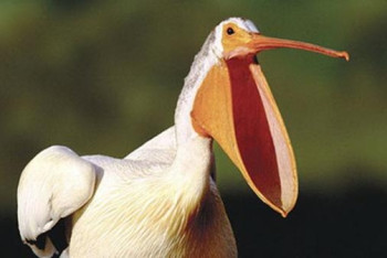 Фотография к новости: Семья егерей из Прииртышья спасла пеликана Гошу