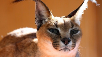 Фотография к новости: Исчезающего туркменского каракала запечатлела видеоловушка в Мангистау