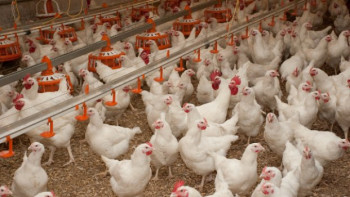 Фотография к новости: Птицефабрика в Кызылорде планирует выпускать 60 тысяч яиц в сутки