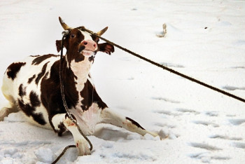 Фотография к новости: Дождь и мороз превратили дороги Мангистау в каток