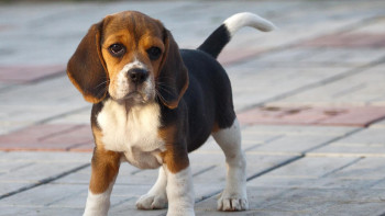 Фотография к новости: В городских парках Астаны появятся места для выгула домашних животных