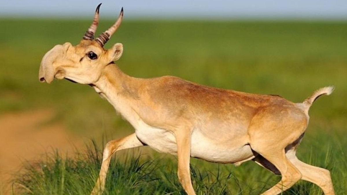  МИА "Казинформ"