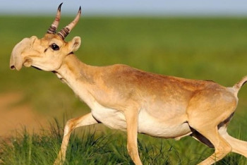 Фотография к новости: Депутаты предлагают разработать новый закон о защите сайгаков