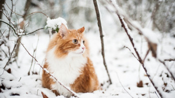 Фотография к новости: Синоптики рассказали о погоде в Казахстане 23 февраля 