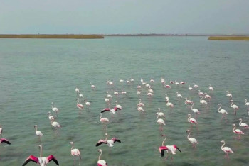 Фотография к новости: Стаю розовых фламинго запечатлел на видео житель Актау