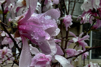 Фотография к новости: Снегом накрыло распустившиеся в Алматы магнолии 
