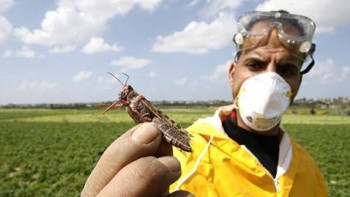 Фотография к новости: Больше трёх млрд тенге выделили на борьбу с саранчой в Казахстане