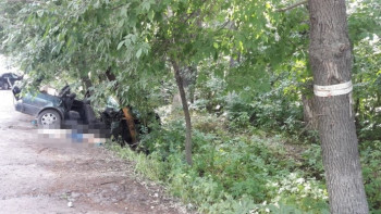 Фотография к новости: Обрезку деревьев начали после смертельного инцидента в Алматы