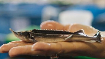 Фотография к новости: В Казахстане планируют нарастить объемы выращивания рыбы