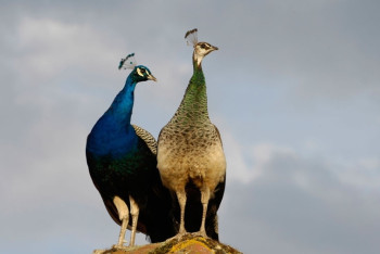 Фотография к новости: Два павлина бегали по улицам села в Павлодарской области  