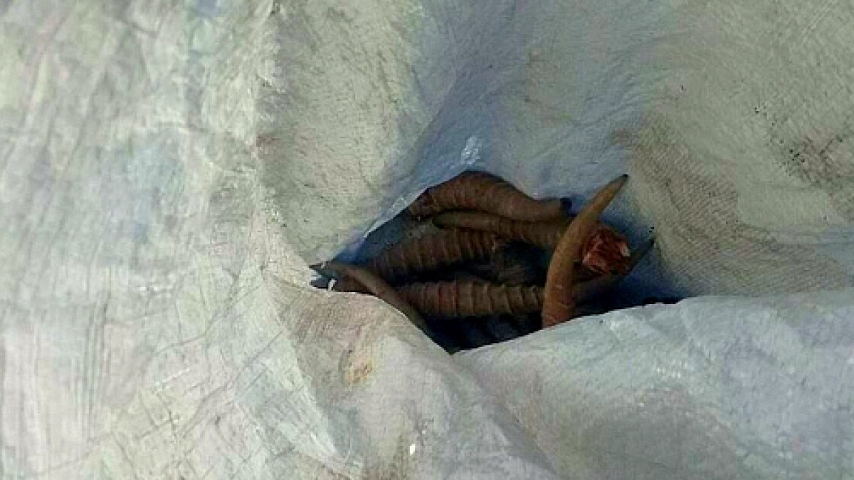  пресс-служба комитета лесного хозяйства МСХ РК 