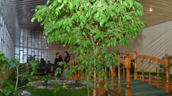 Фотография к новости: Зимний сад открылся в КазНУ