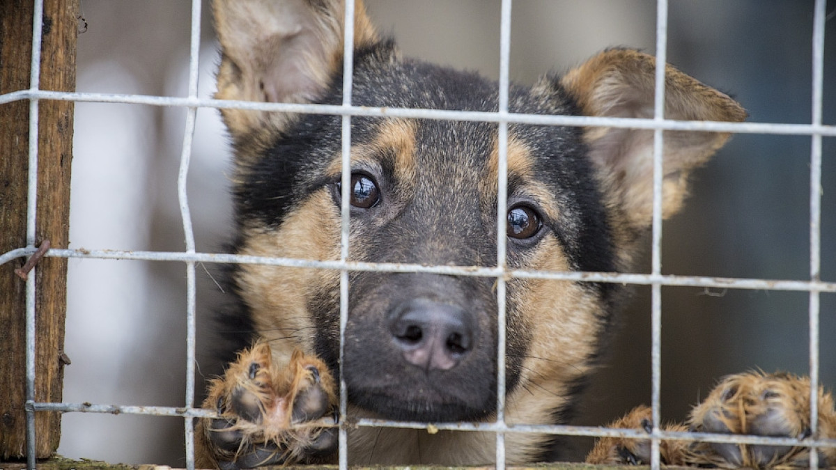  Из открытого источника 