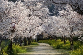 Фотография к новости: Вишнёвую аллею подарили Астане 